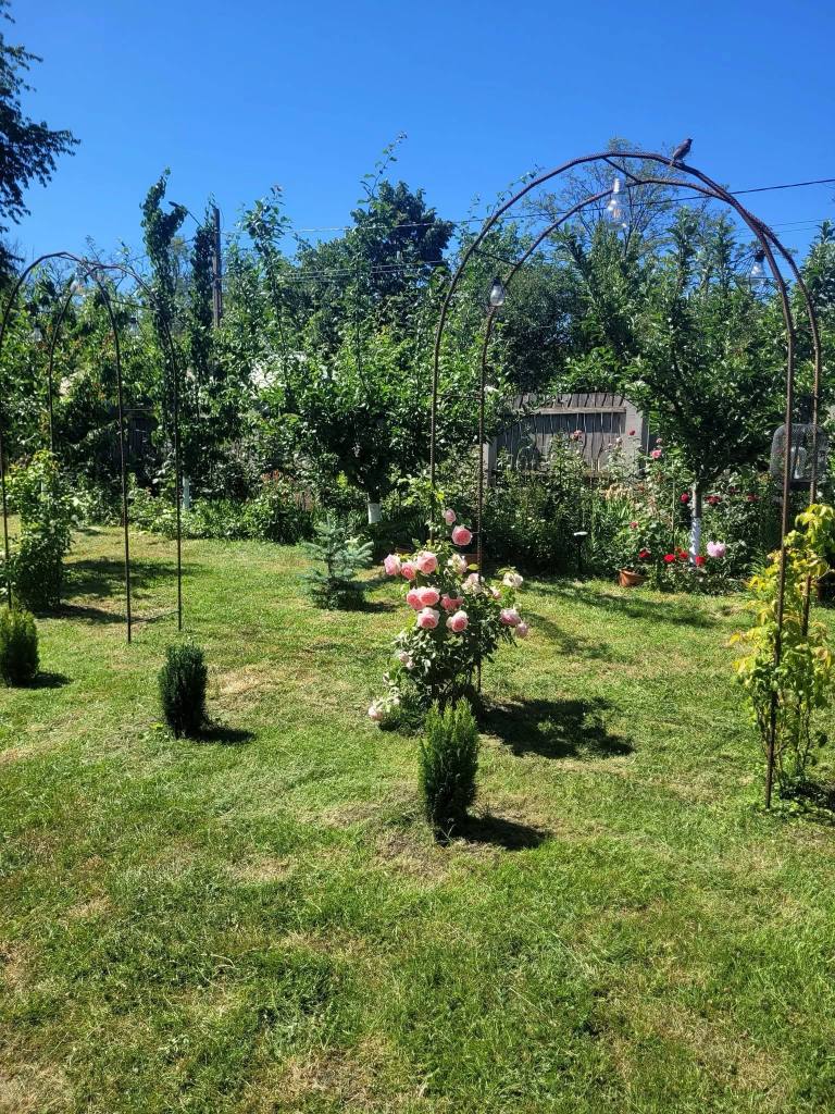 Crina și-a dorit o grădină foarte verde, cu mulți brazi