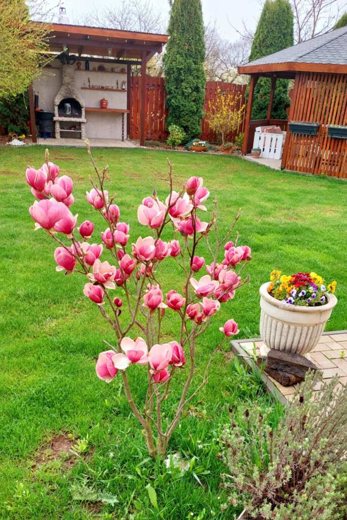 Ildikó și-a amenajat grădina în jurul unei salcii japoneze