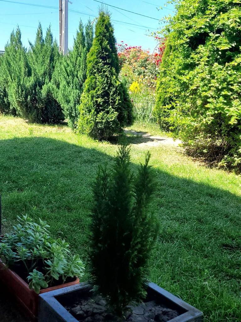 Crina și-a dorit o grădină foarte verde, cu mulți brazi