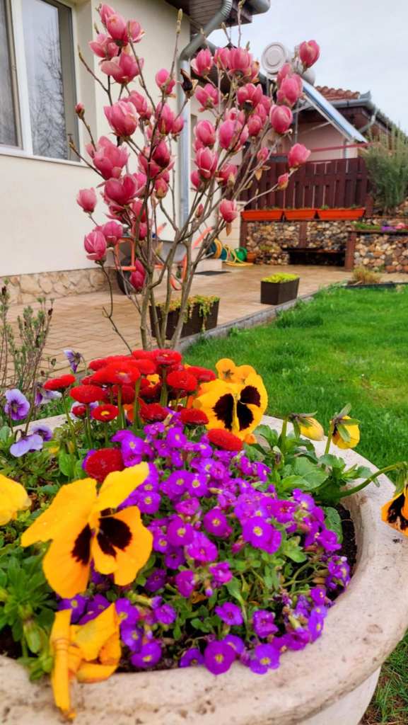 Ildikó și-a amenajat grădina în jurul unei salcii japoneze