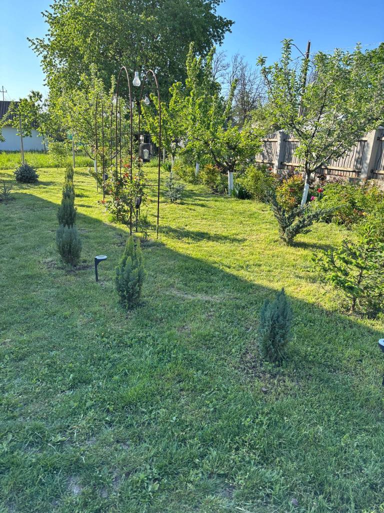 Crina și-a dorit o grădină foarte verde, cu mulți brazi