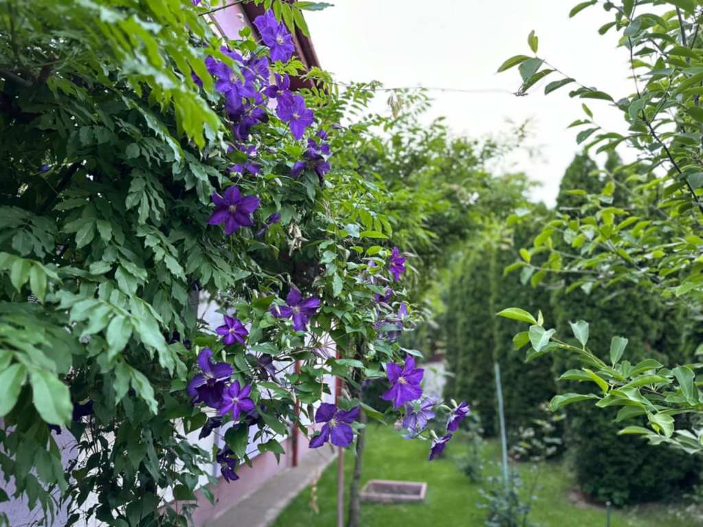 Iulia a construit la grădina ei din 2015 până în 2017, dar spune că munca nu se termină niciodată