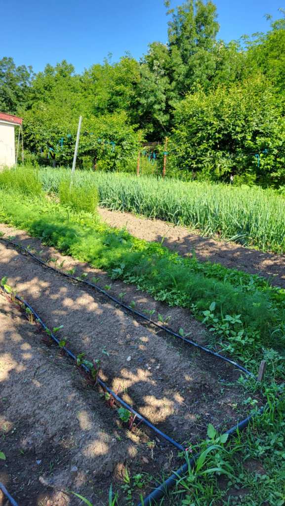 Iulia a construit la grădina ei din 2015 până în 2017, dar spune că munca nu se termină niciodată