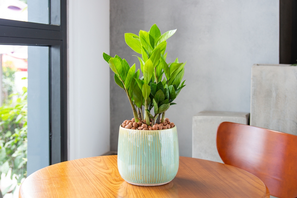 De ce nu crește Zamioculcas: O plantă ZZ mică într-un ghiveci alb pe o masă rotundă din lemn natur lucios în fața unei ferestre luminoase.