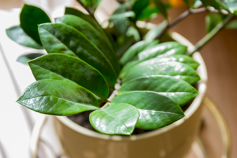 Frunze lucioase de Zamioculcas într-un ghiveci.