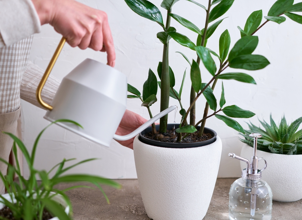 De ce nu crește zamioculcas: Mâini de femeie udă o plantă ZZ cu o stropitoare metalică albă cu mâner auriu.