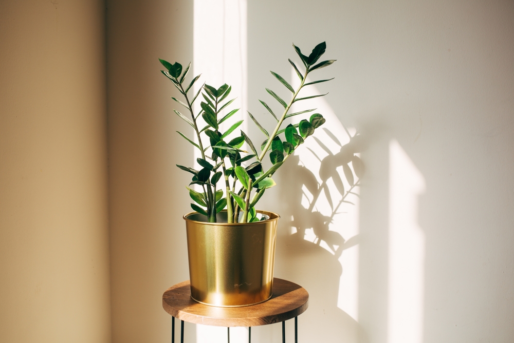 De ce nu crește zamioculcas: O plantă ZZ într-un ghiveci auriu pe o măsuță circulară în fața unui perete alb în lumina soarelui difuză.