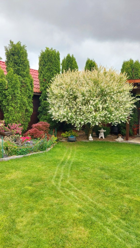 Ildikó și-a amenajat grădina în jurul unei salcii japoneze