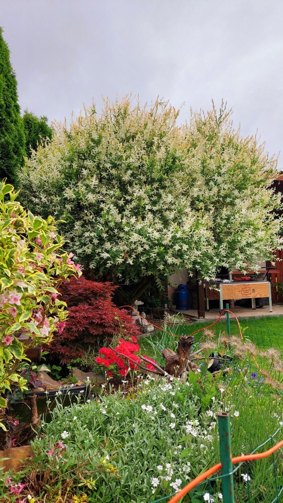 Ildikó și-a amenajat grădina în jurul unei salcii japoneze