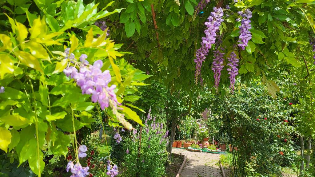 Iulia a construit la grădina ei din 2015 până în 2017, dar spune că munca nu se termină niciodată