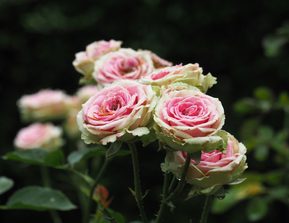 Trandafiri mini eden rose înfloriți cu frlori roz cu margini ușor albe-verde deschis în grădină. 