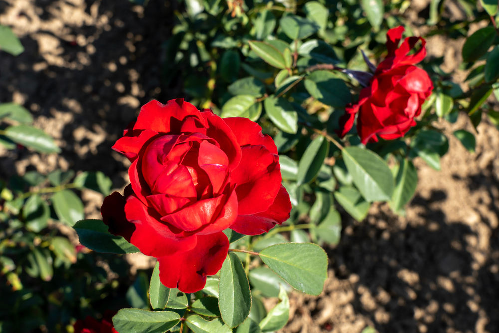 Trandafiri pomișor red cascade înfloriți cu flori roșii în grădină, în bătaia directă a soarelui intens. 