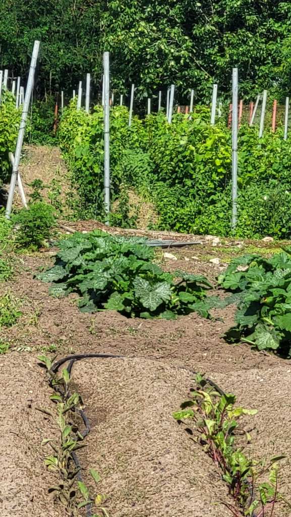 Iulia a construit la grădina ei din 2015 până în 2017, dar spune că munca nu se termină niciodată