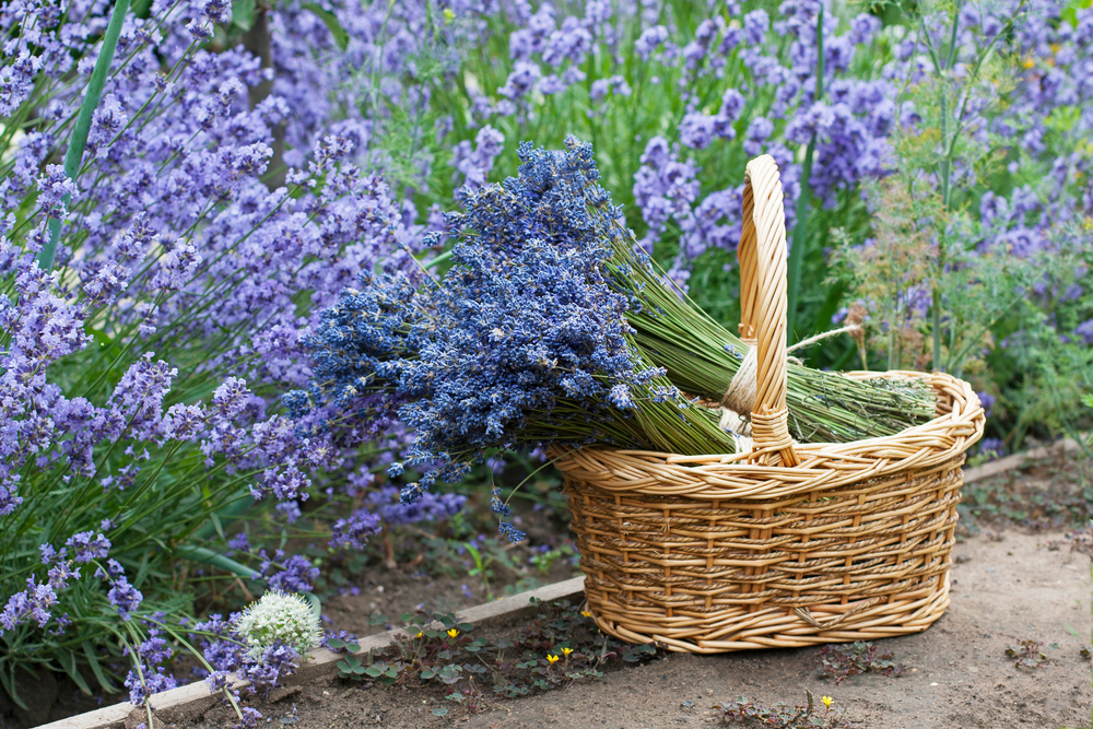 cos lavanda taiata in gradina