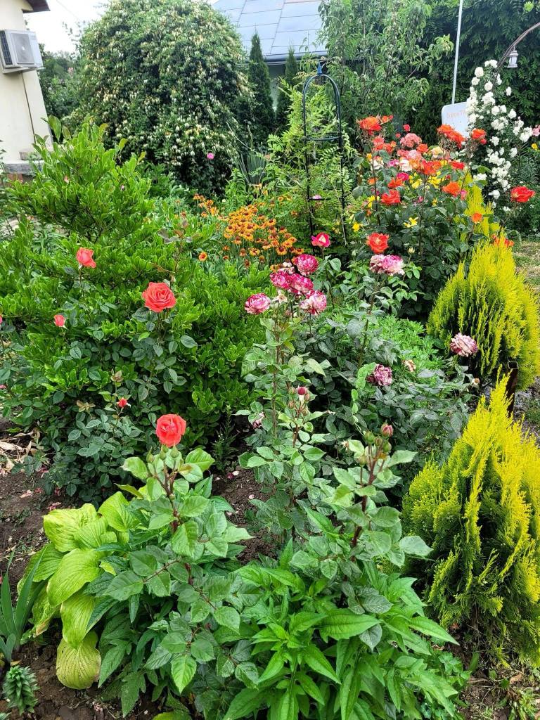 Crina și-a dorit o grădină foarte verde, cu mulți brazi