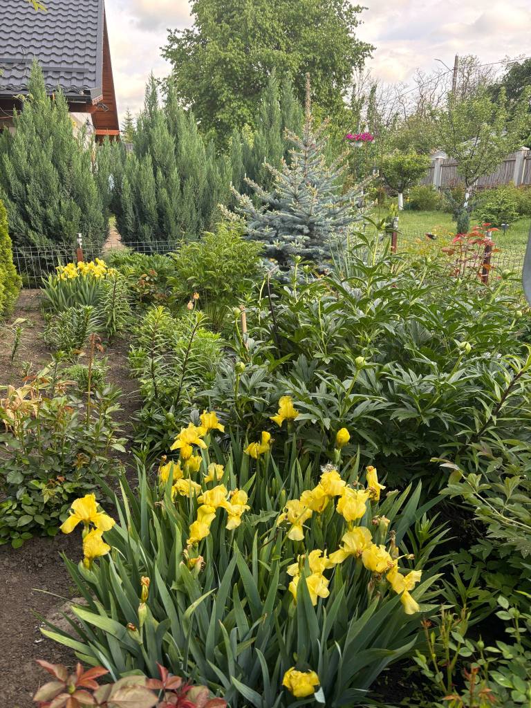 Crina și-a dorit o grădină foarte verde, cu mulți brazi