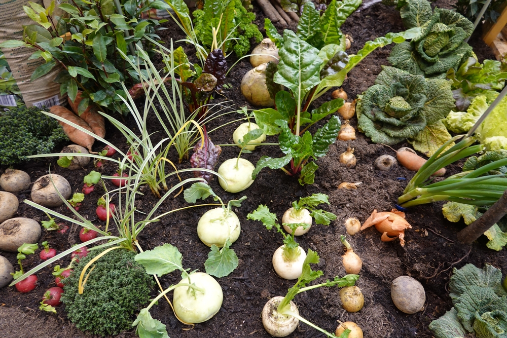 culturi legume gradina ordine de plantare