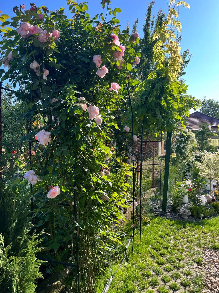 Ramona a lucrat timp de patru ani la grădina ei, încă din 2021