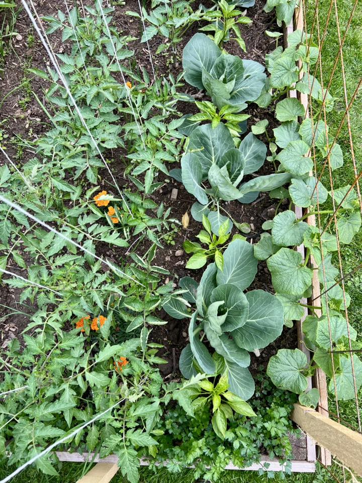 Sorin a început să lucreze la grădina lui încă din pandemie