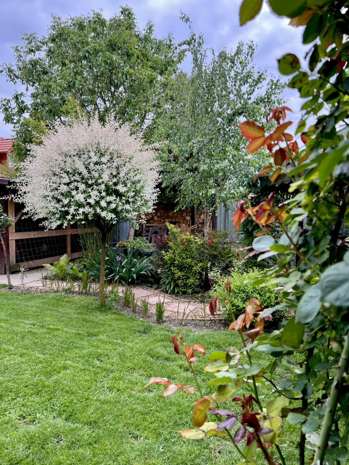 Sorin a început să lucreze la grădina lui încă din pandemie