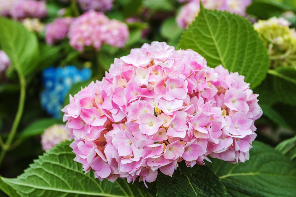 De ce se usucă hortensia: O floare de hortensie roz în grădină.