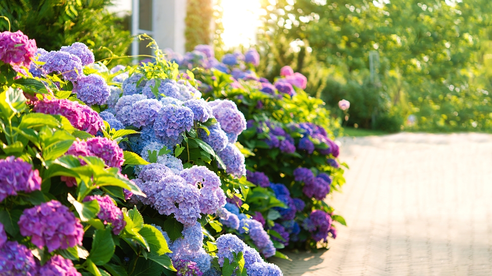 De ce se usucă hortensia: Tufișuri bogate de hortensie albastră și roz în lumina caldă a soarelului în fața casei.