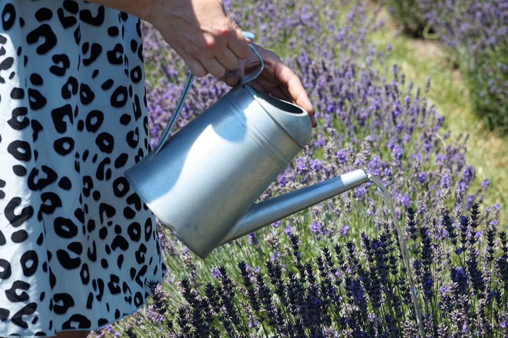 Îngrijirea lavandei în curte: O femeie udă lavanda în curte cu o stropitoare din aluminiu.