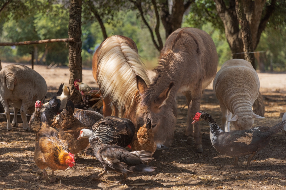 animale de curte creștere numer impus de lege