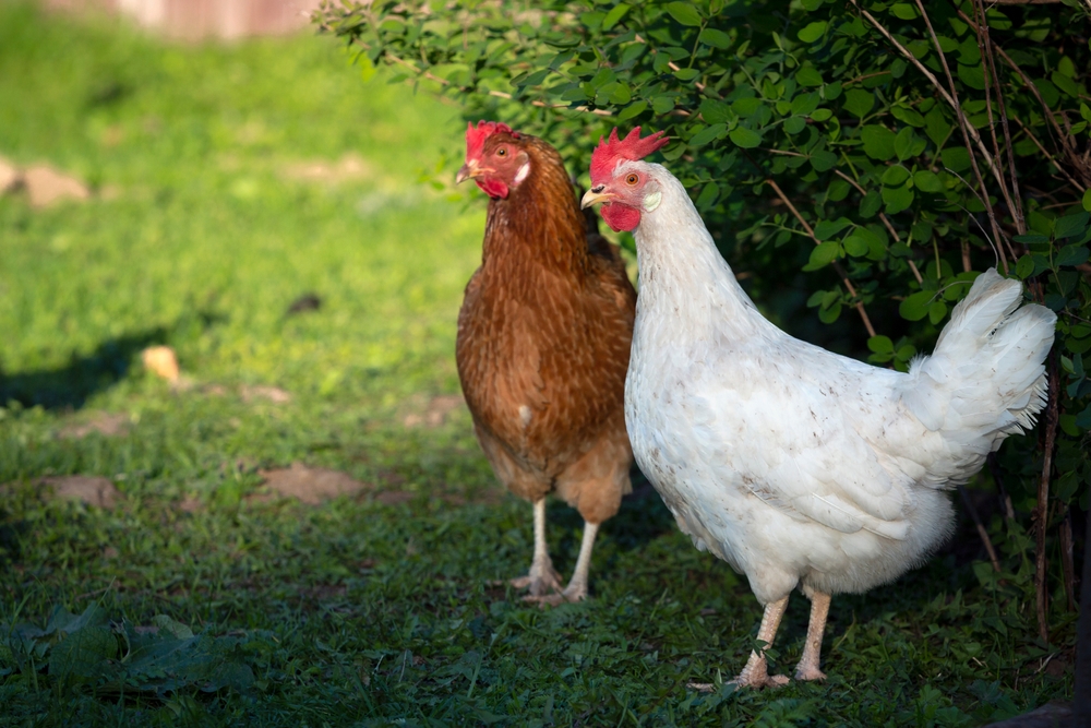 găini de tara in curte