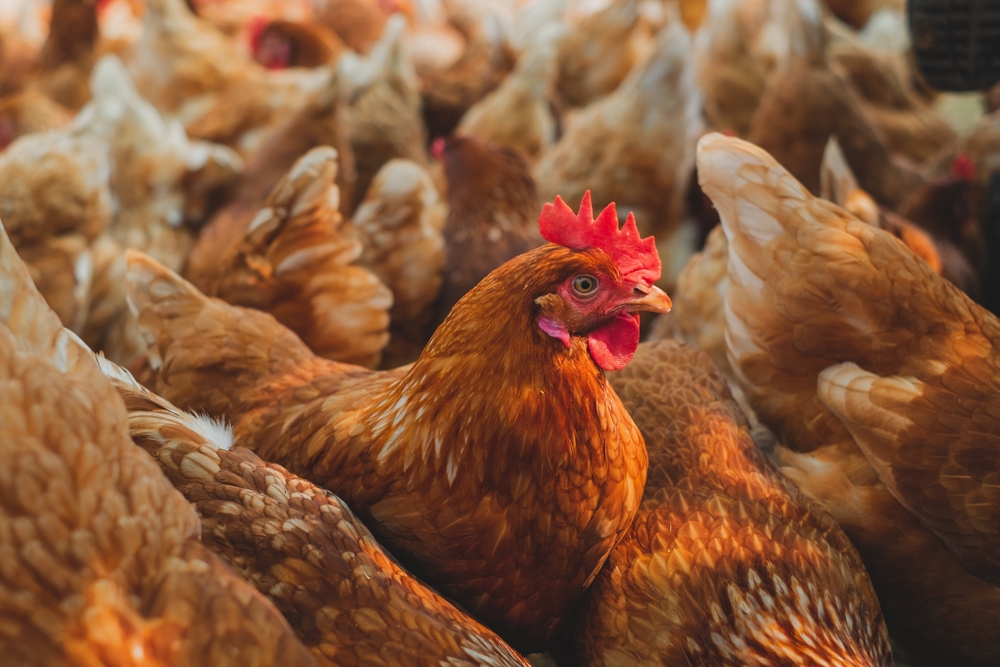 găină rosie in grup de găini rosii creștere la tara