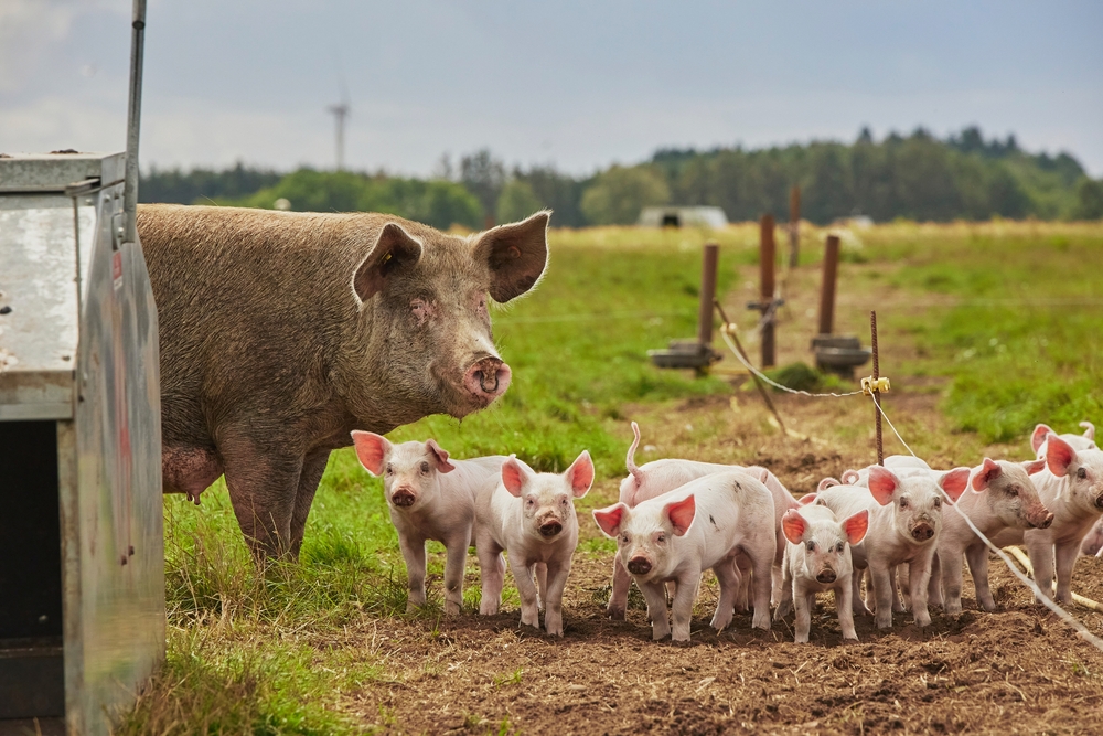 porci la curte creștere animale