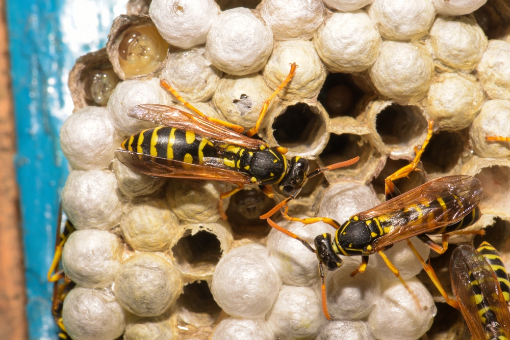 viespi in cuib vedere cu spatele