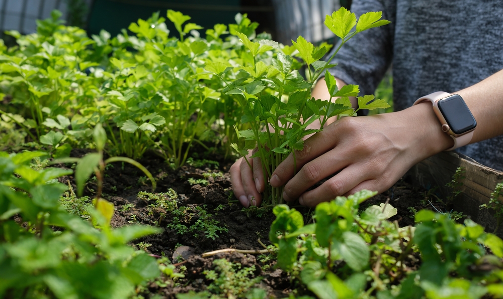 Ce legume se plantează în septembrie: Mâini de femeie tânără cu ceas digital pătrat la încheietură recoltează frunze de pătrunjel dintr-un container în grădină.