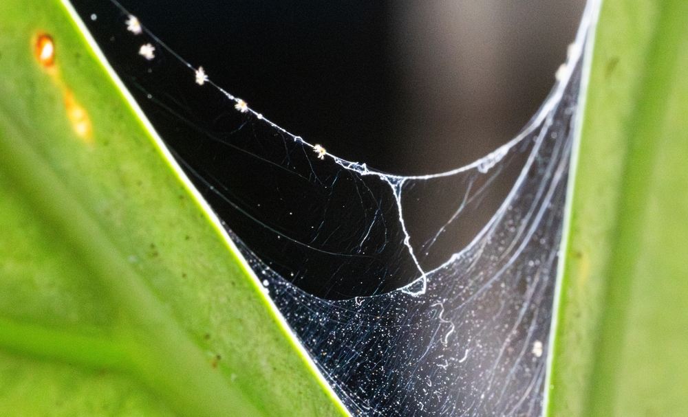 Acarieni păianjen cu pâmză între frunzele unei plante atacate de dăunători.