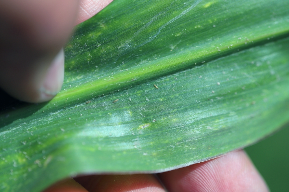 O mână de bărbat arată spatele unei frunze verzi lunguiețe afectată de tripsi.