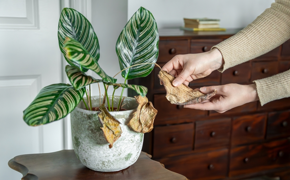 Mâini de femeie instectează frunzele uscate ale unei calathea într-un ghiveci alb.