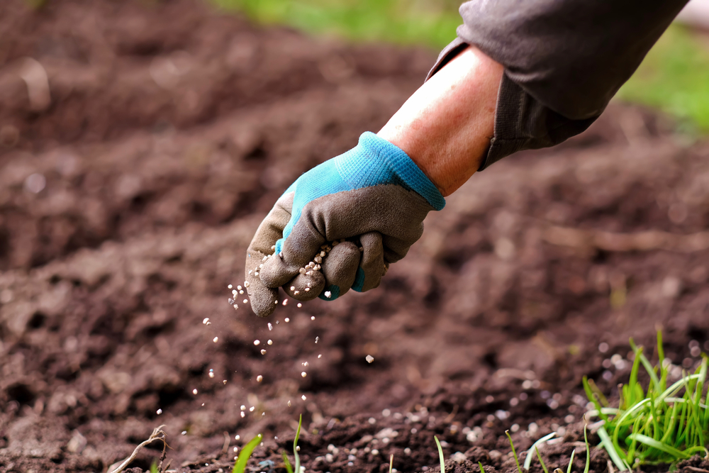Plantarea gazonului tomana: Mână de grădinar cu mănușă de grădinărit albastră împrăștie semințe de gazon pe sol.