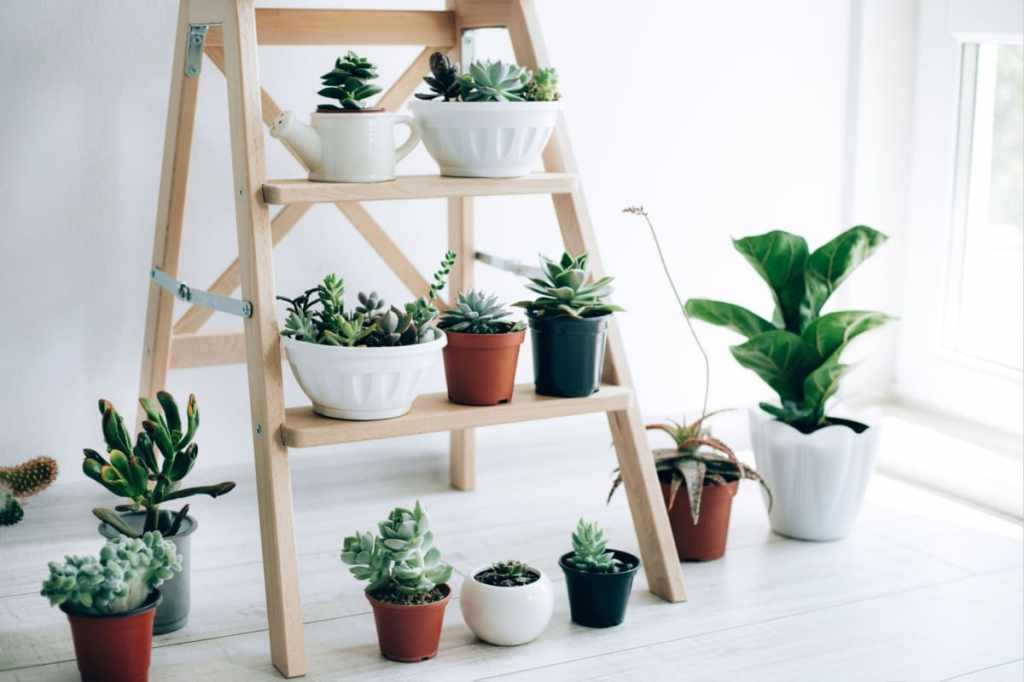 Tipuri de plante suculente și cum să le îngrijești corect