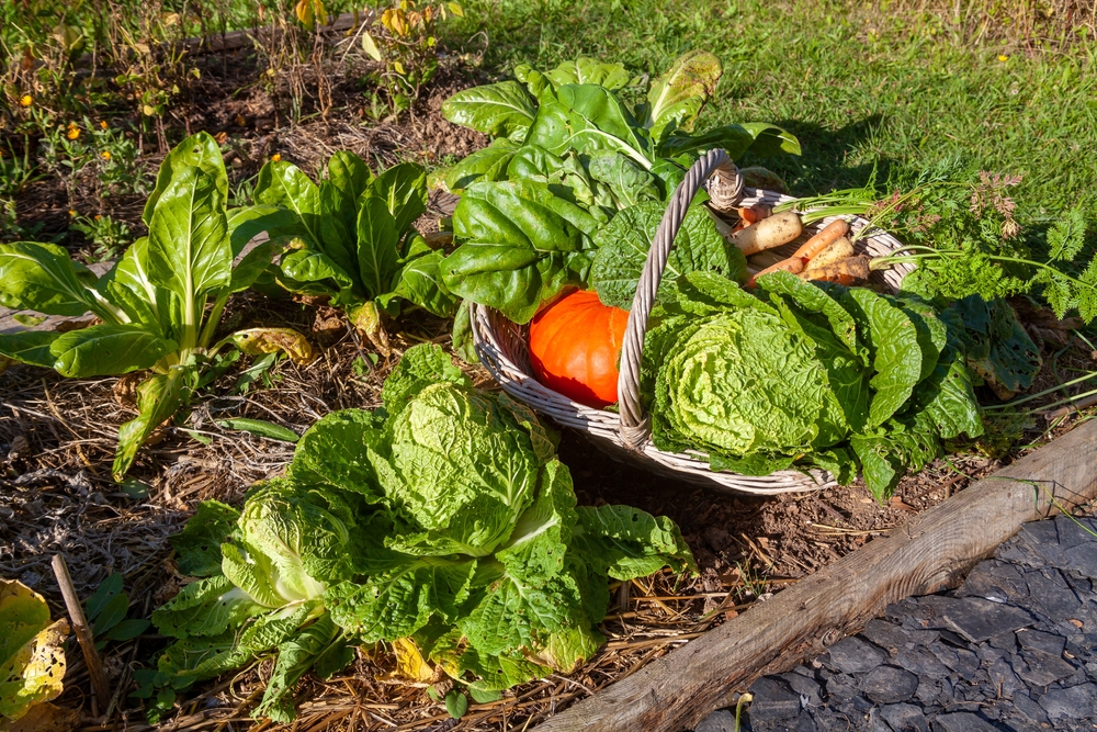 ce se planteaza in septembrie in gradina spanac salata verde morcovi