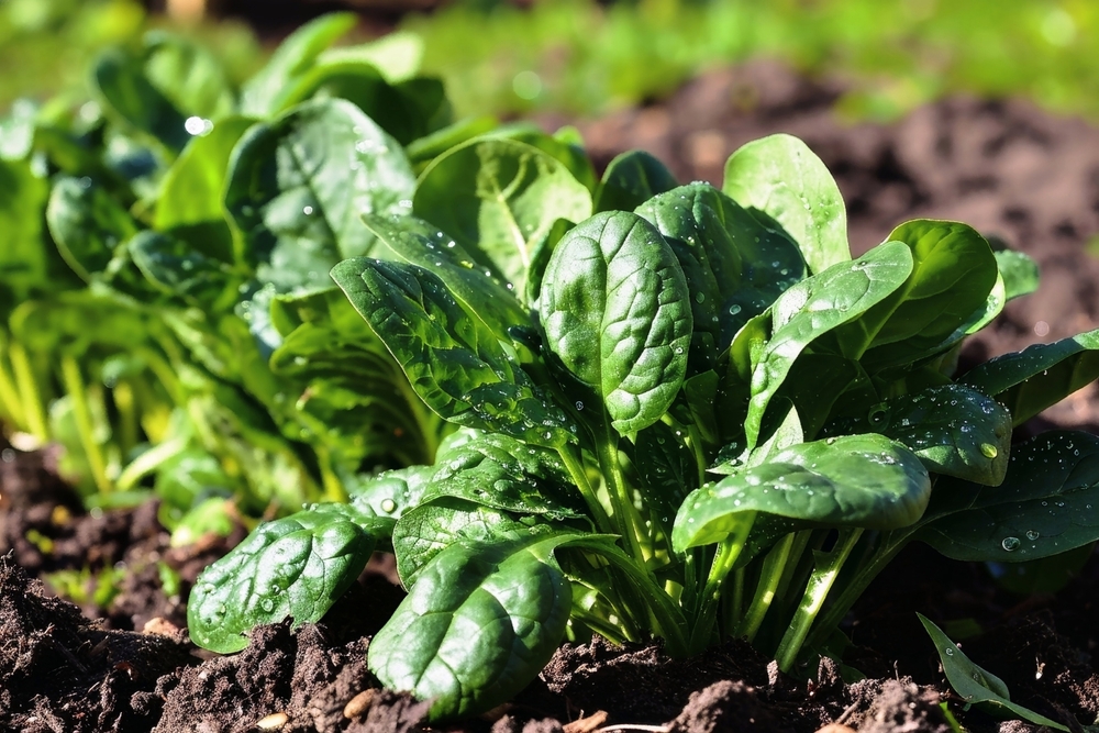 frunze de spanac plantate in pamant gradina de legume