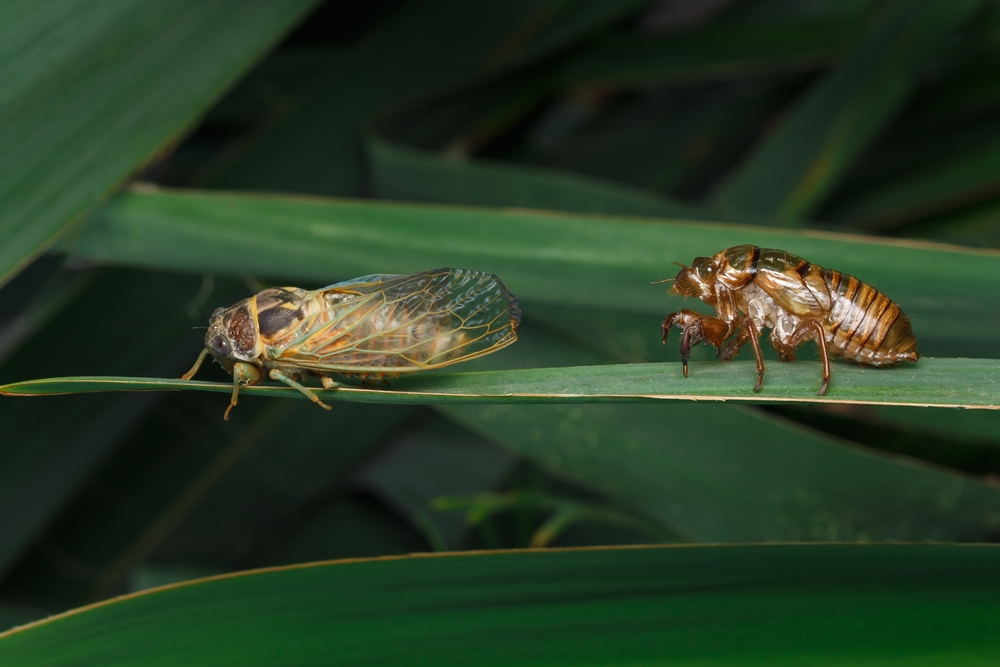 cicade si larva pe frunza