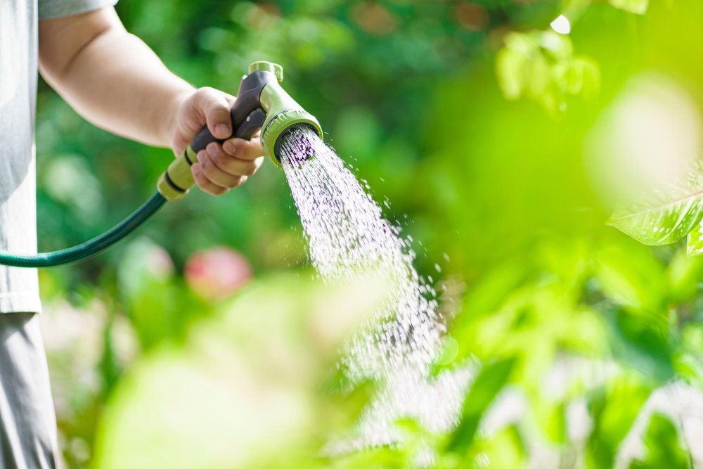 furtun udare plante grădină ținut in mana de bărbat