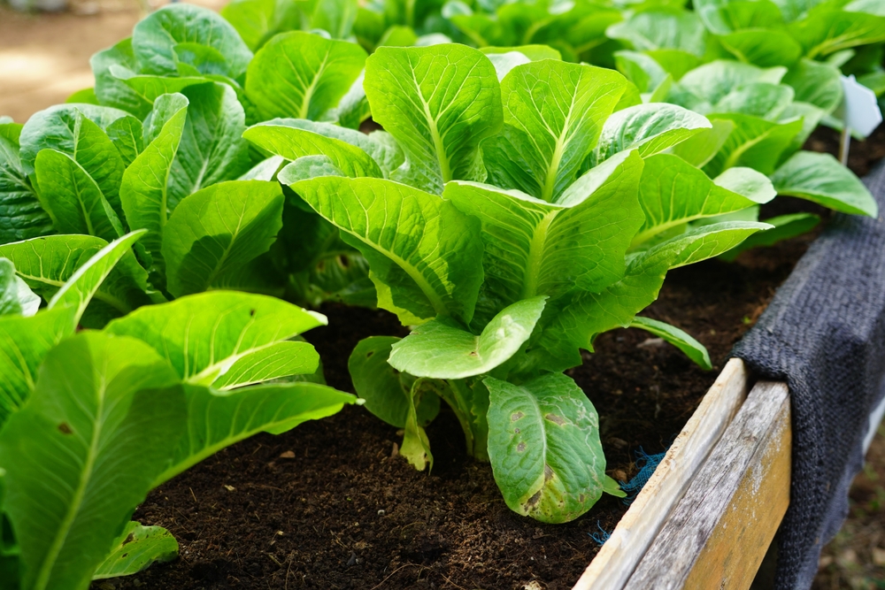 frunze de salata verde plantate in pamant