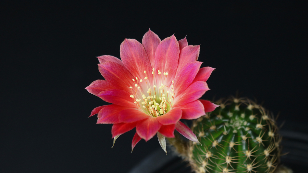 cadreu strâns cu floarea roșie a unui cactus