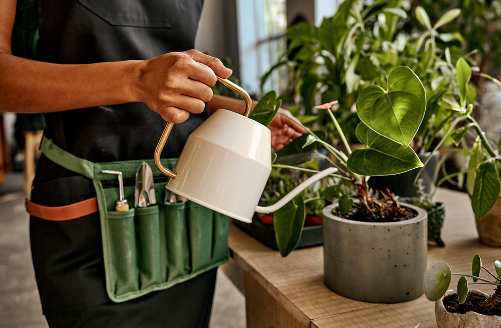 planta in ghiveci udata de femeie cu stropitoare din metal