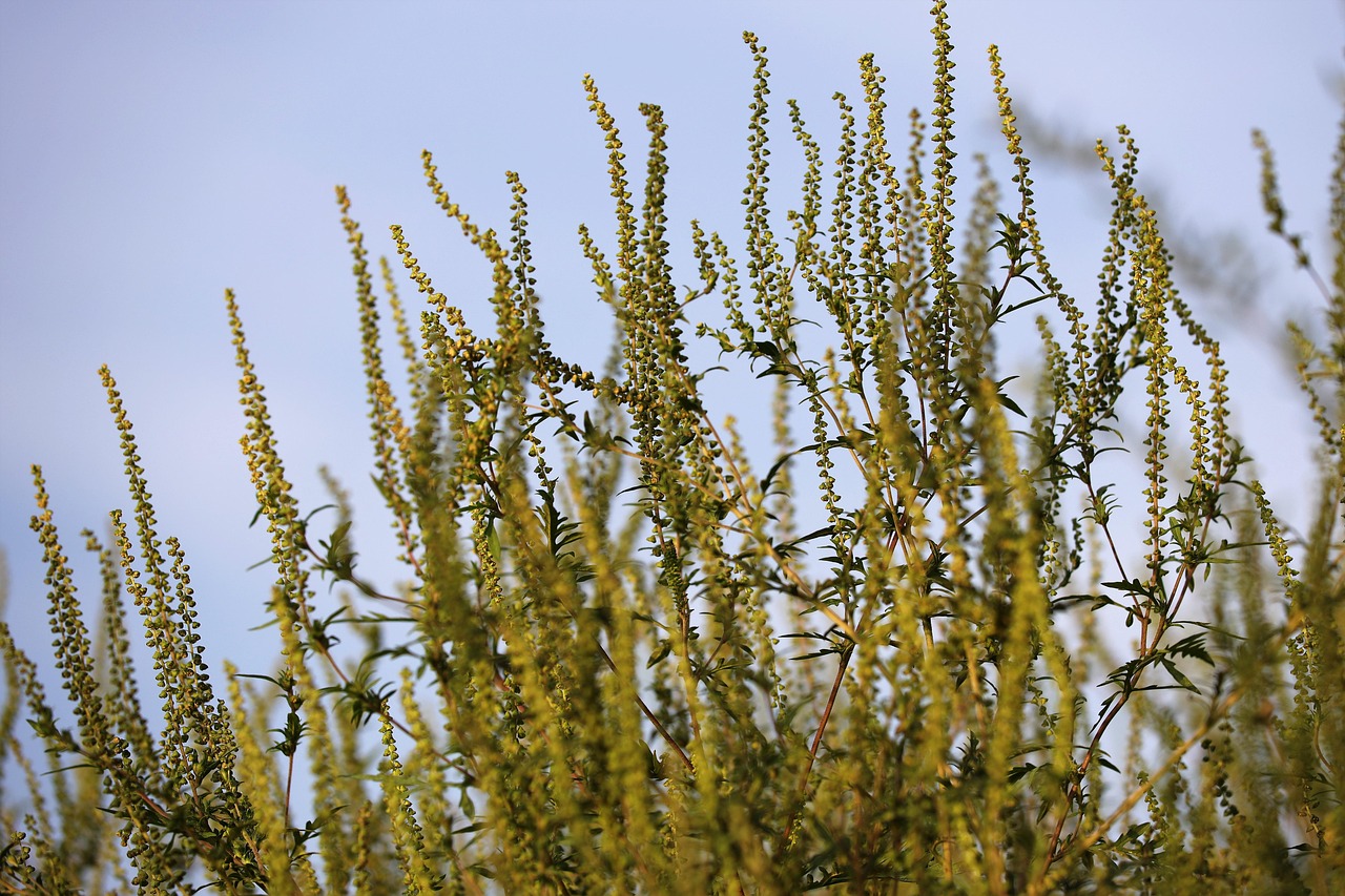 planta de ambrozie la maturitate pe câmp, vedere spre cer