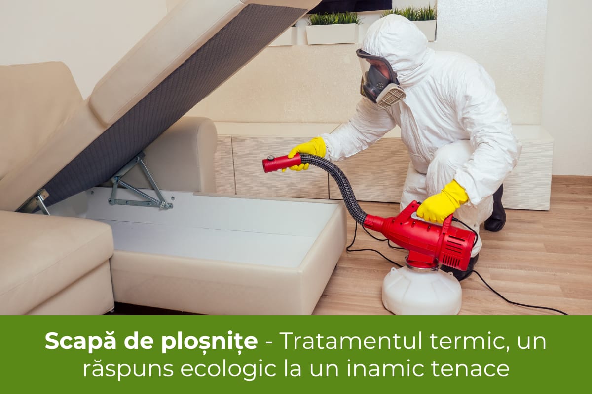 Scapă de ploșnițe - Tratamentul termic, un răspuns ecologic la un inamic tenace