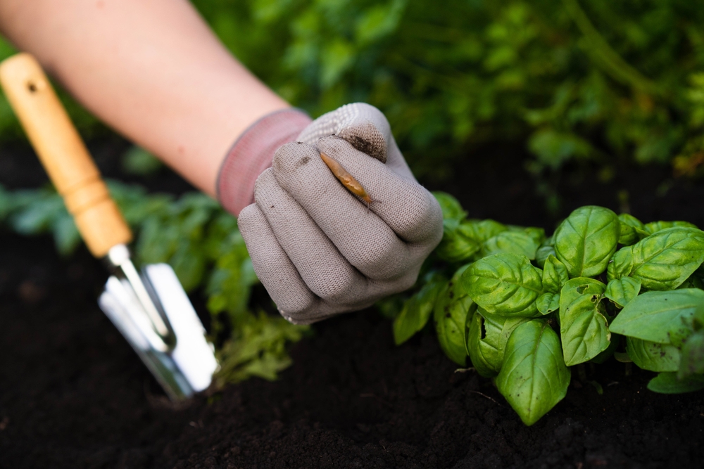 limacsi colectare manuală din gradina de către grădinar cu mănuși si ustensile