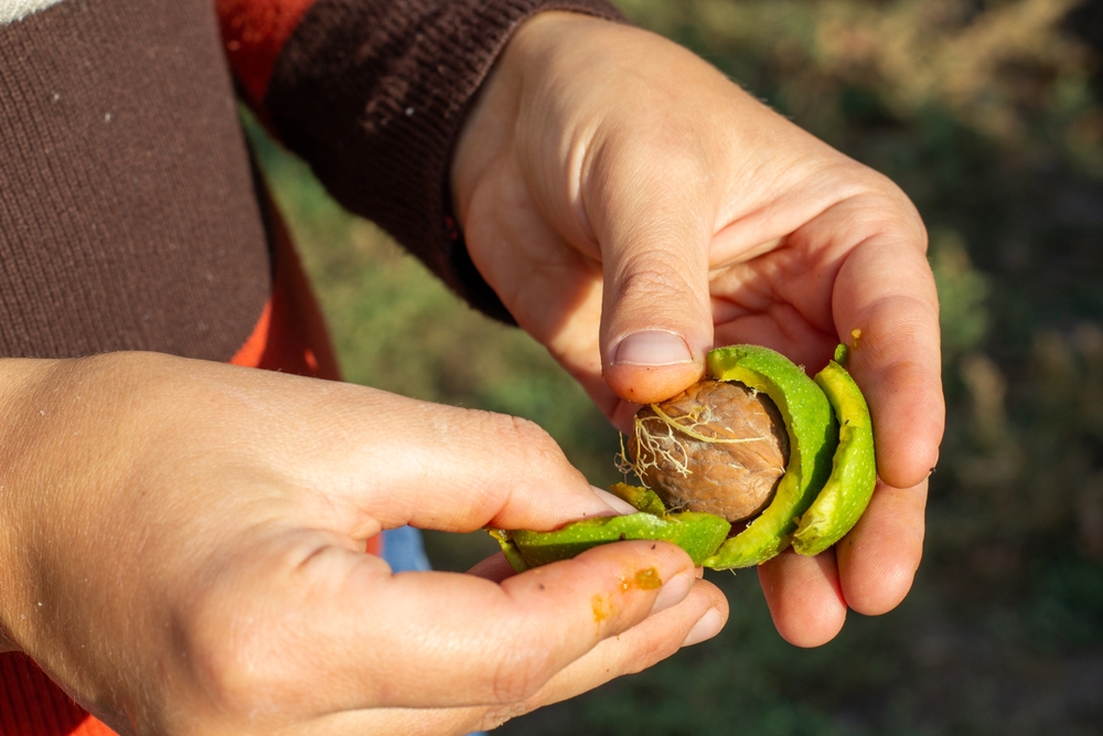 nuca verde deschisă cu mana de bărbat care se murdărește 