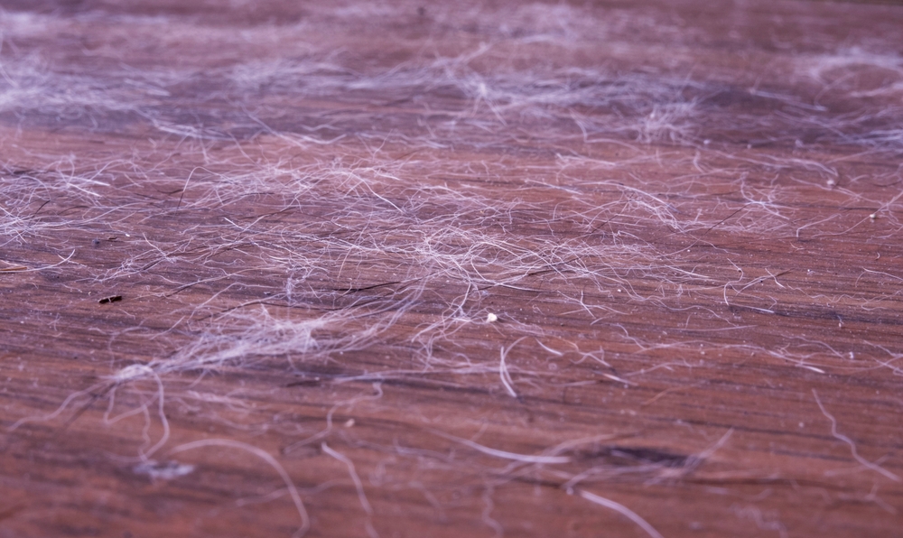 păr de animale de companie pe podea alături de praf si alte resturi 